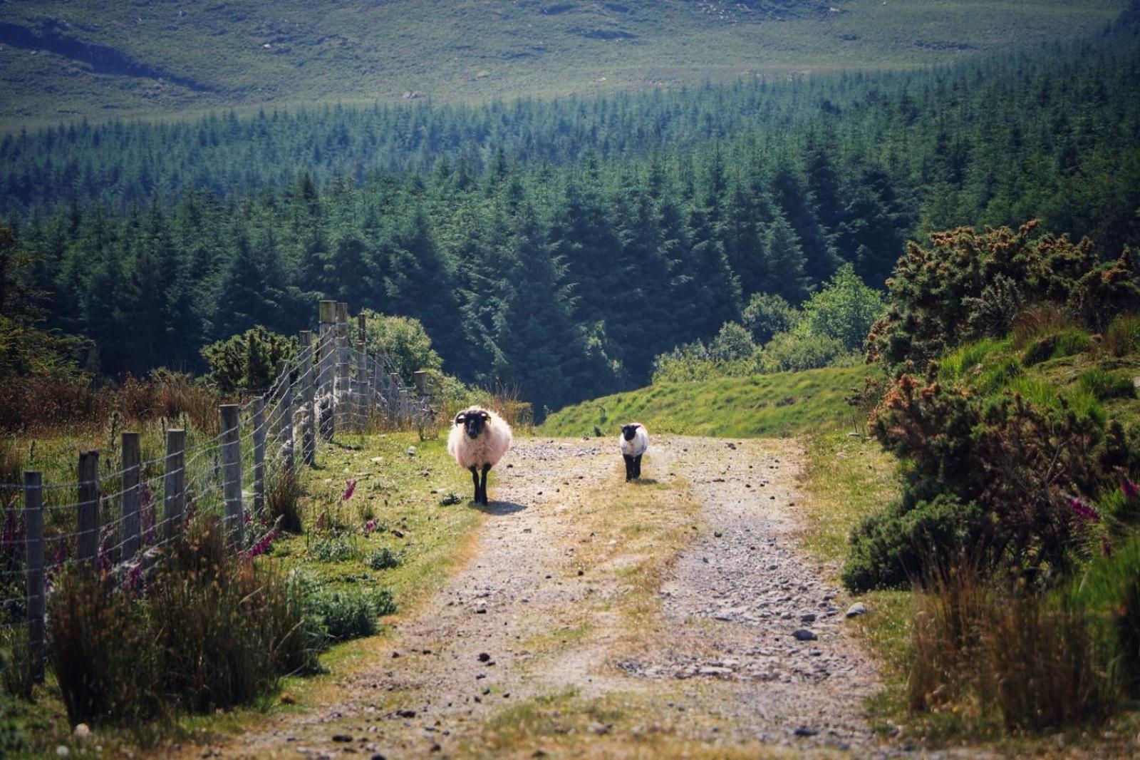 Louisburgh Cottages Bagian luar foto